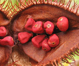 Annatto Extract